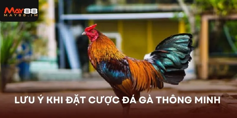 Lưu ý khi đặt cược đá gà thông minh nhất 
