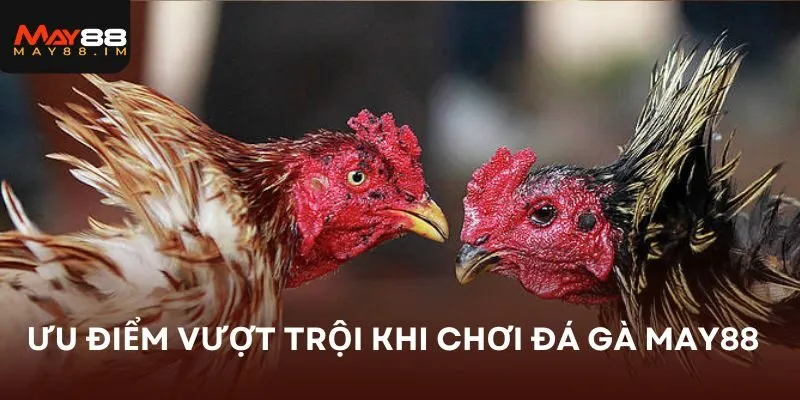 Ưu điểm vượt trội khi chơi đá gà MAY88